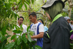 cocoa agroforestry