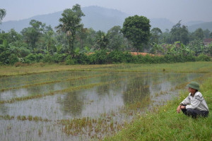 Trees provide a range of ecosystem services that benefit both farmers and biodiversity. Photo: World Agroforestry Centre