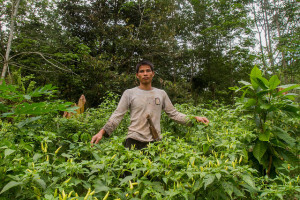 vegetable agroforestry