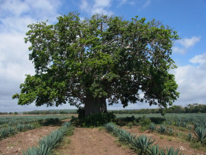 Baobab in sisal plantation in Kenya. Photo: Katja Kehlenbeck/ICRAF