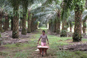 What does it need to make palm oil more sustainable? Photo: Agus Andrianto/CIFOR