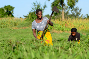 So what's the right balance between theorizing about gender and practically working the field? Researchers at the workshop were asking themselves. Photo: Neil Palmer/CIAT