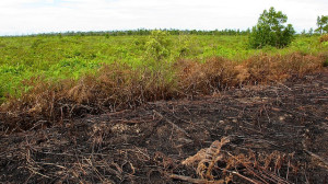 Land cleared by swidden in Central Kalimantan, Indonesia. Photo: Yayan Indriatmoko/CIFOR