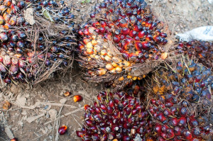 Oil palm: lucrative and controversial. Photo: Moses Ceaser/CIFOR
