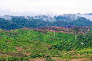 Landscape with oil palms in East Kalimantan. Photo: Moses Ceaser/CIFOR
