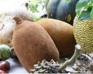 The Copoazu fruit. Photo: INIAP