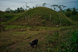 Agriculture, forestry and other land use (AFOLU) represents 20–24% of global greenhouse gas (GHG) emissions. Deforested lands used for pastoral farming. Napo Province, Ecuador. Photo: Thomas Munita/CIFOR