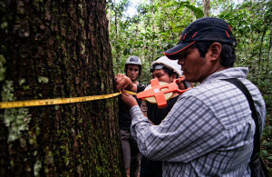 Measuring impact of research is not as straightforward as measuring tree trunks. Photo: Marco Simola/CIFOR