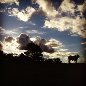 Cattle farming is a major cause of deforestation in the Brazilian Amazon. Photo: Kate Evans/CIFOR