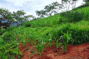 Late-fruiting longan with maize and forage grass system in Yen Bai Province. Photo: La Nguyen/World Agroforestry Centre