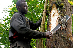 Cutting prunus africana bark. Photo: Verina Ingram/CIFOR