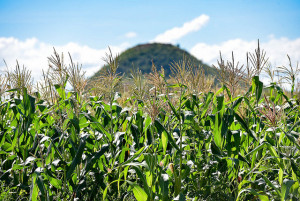 As investors favor large-scale plantation for their crops, it is feared that the rural poor will not benefit sufficiently from the investment boom. Photo: Neil Palmer/CIAT