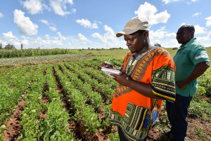 The products from agricultural investments in Mozambique tend to stay on the domestic market. Photo: Neil Palmer/CIAT