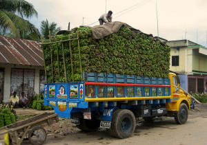 Amid rising awareness of the hastening depletion of the Earth’s resources, both producers and consumers are striving for sustainable supply chains that can be tracked and trusted. Photo: Terry Sunderland/CIFOR