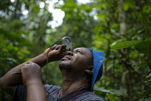 Prosper Sabongo a PHD student measures the circumference of a Funtunia Africana in the forest reserve near the village of Masako. Kisangani, Democratic Republic of Congo. Photo: Ollivier Girard/CIFOR