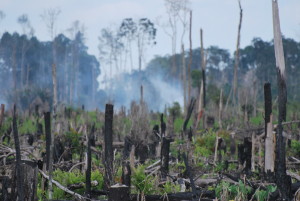 Land cleared by swidden for an oil palm (Elaeis guineensis) plantation. Photo: Renee Miller/CIFOR