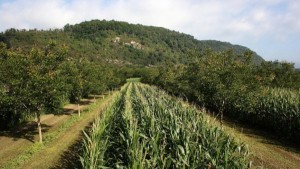 Walnut trees shelter maize crops in an agroforestry project in France. Photo: AGFORWARD project/Flickr