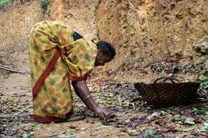 Gathering Kokum. Photo: Eva Hermanowicz/Bioversity International