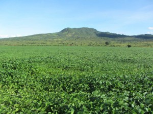 Soy plantation in Niassa province, Mozambique. Researchers warn of labelling all agricultural investments as land grabbing. Photo: George Schoneveld/CIFOR
