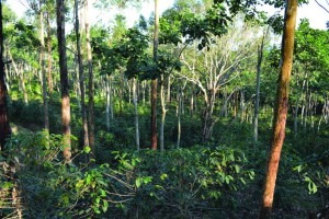 Much of the coffee in Nicaragua is grown under a canopy of shade. Photo: World Agroforestry Centre