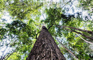 The Unamat forest, Puerto Maldonado, Madre de Dios, Peru. Photo: Marco Simola/CIFOR