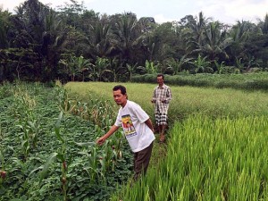 A farmer in Cidanau Watershed, Indonesia in his mixed rice-and-tree agroforestry system. Photo: World Agroforestry Centre/Technical University of Cologne/Lina Tennhardt