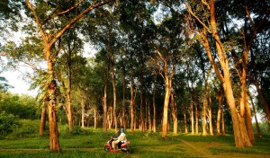 Teak forest plantation. Jepara, Central Java, Indonesia. Photo: Murdani Usman/CIFOR