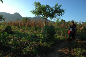 Plantation in Bali. Photo: Aulia Erlangga/CIFOR