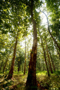 Teak forest in Jepara, Central Java. Photo: Murdani Usman/CIFOR