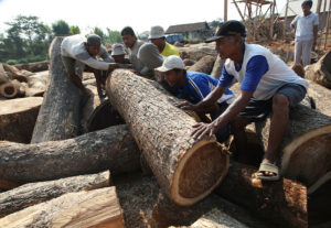 Workers moving teak (Teactona grandis) logs to transport to sawmills. Jepara, Central Java, Indonesia. Photo: Dita Alangkara/CIFOR