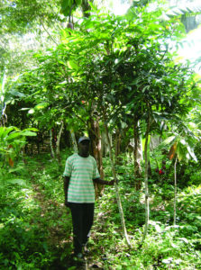 Cocoa agroforest in Cameroon. Photo: World Agroforestry Centre