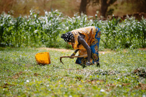 Smallholders face challenges... Photo: Ollivier Girard/CIFOR