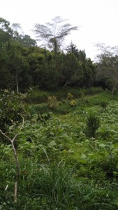 One of the many agroforest plots of Henry Binahon of Lantapan, Bukidnon province in southern Philippines. Photo: World Agroforestry Centre/Amy Cruz