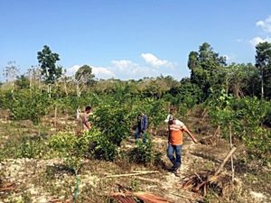 Mr Didi’s garden has been using drip irrigation with bamboo for keeping the seeds watered. Photo: World Agroforestry Centre/Amy Lumban Gaol