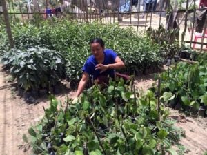 Mrs Asmarani works in her seed nursery, that has recently been awarded with a certificate of acknowledgement by the local government. Photo: World Agroforestry Centre/Amy Lumban Gaol