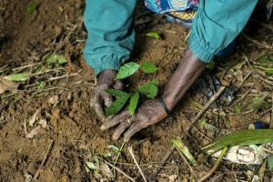 Planting Gnetum in Minwoho, Cameroon. Participatory approaches to forestry have had mixed success in Central Africa, research shows. Photo: Ollivier Girard/CIFOR