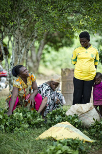 Gnetum market in Cameroon. Photo: Ollivier Girard/CIFOR
