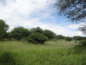 A restored Ngitili system in the Shinyanga Region, Tanzania. Photo credit: Lalisa A. Duguma/World Agroforestry Centre