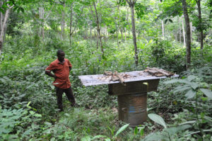 Rubber agroforestry in Nigeria: a farmer checks his beehive. Photo: Julius Atia (World Agroforestry Centre)