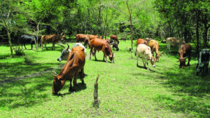 Cattle grazing in the Ngitili in Shinyanga Region. Photo: World Agroforestry Centre