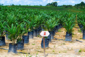 After the collapse of the logging industry, farmers in West Kotawaringin moved into oil palm plantations. Photo: Yayan Indriatmoko/CIFOR