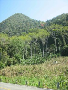 Secondary forest in Chiapas, Mexico. Photo: Madelon Lohbeck