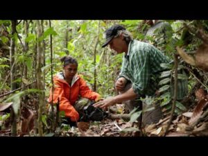 Watch: Greenhouse Gas Emissions Associated with Land Use Change in Tropical Peat Swamp Forest