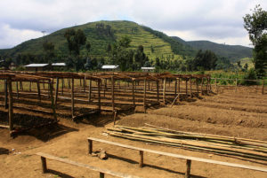 Rwanda has vowed to restore two million ha, 80 percent of which is farmland. Photo: Alba Saray Pérez Terán/CIFOR