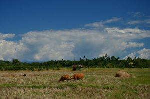 Agricultural land at Seram Barat District, Maluku. Photo by Tuti Herawati/ CIFOR
