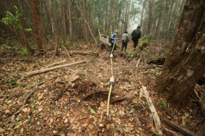 Researchers use geo-radar technology to measure peat depth in the Tumbang Nusa research forest, outside Palangka Raya, Central Kalimantan. Photo by Aulia Erlangga/ CIFOR