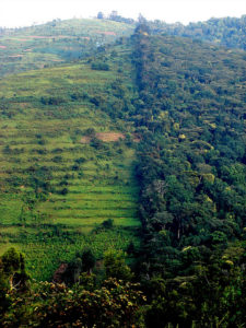 Forest landscape in Uganda. Photo by Douglas Sheil for Center for International Forestry Research (CIFOR).