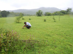 Agroforestry in the Western Ghats. Photo: TreesForTheFuture (Flickr Creative Commons)