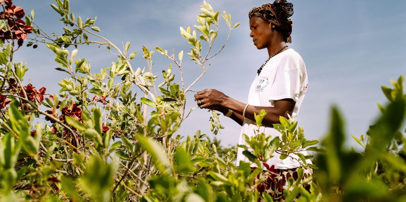 A woman farming in Burkina Faso. Photo credit: CIFOR