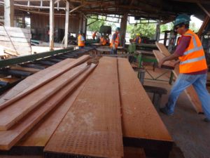 Timber harvesting, processing and sale in Guatemala has conserved the forest and mahogany trees of the Maya Biosphere Reserve. Credit: Bioversity International/L. Snook